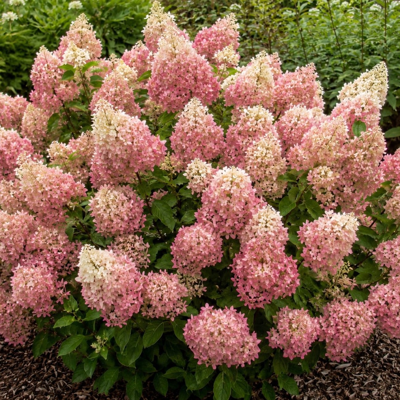 Obrázok Hortenzia metlinatá (Hydrangea paniculata) ‘PINK DIAMOND’ - výška 20-30 cm, kont. C2L